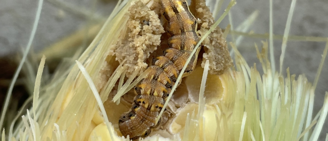 Managing Corn Earworms in Wisconsin Corn Fields