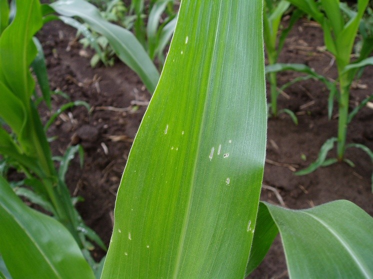 Close-up of a green corn leaf with small white spots, possibly from disease or pests, with soil and other corn plants in the background.