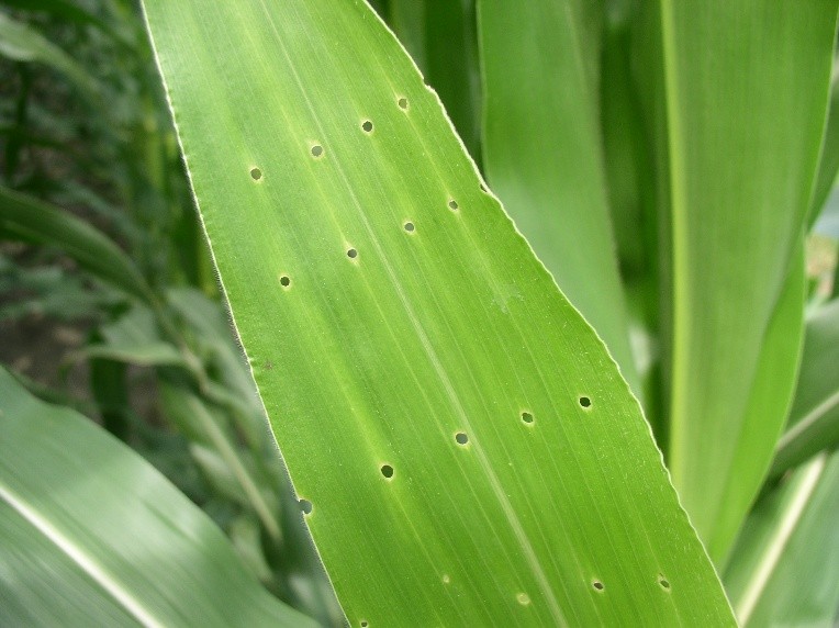 A green leaf with many small, round holes across its surface, with more green leaves in the background.