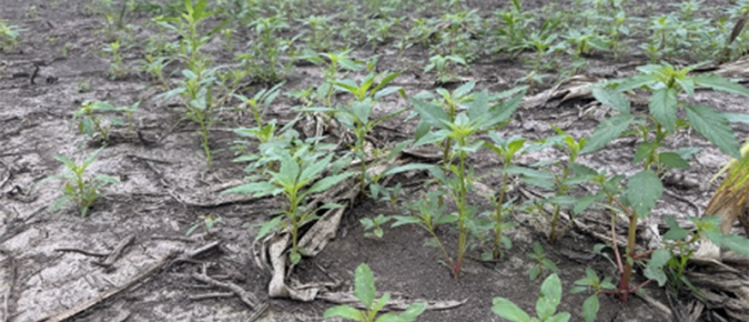 Preventing future weed infestations by managing drown out areas