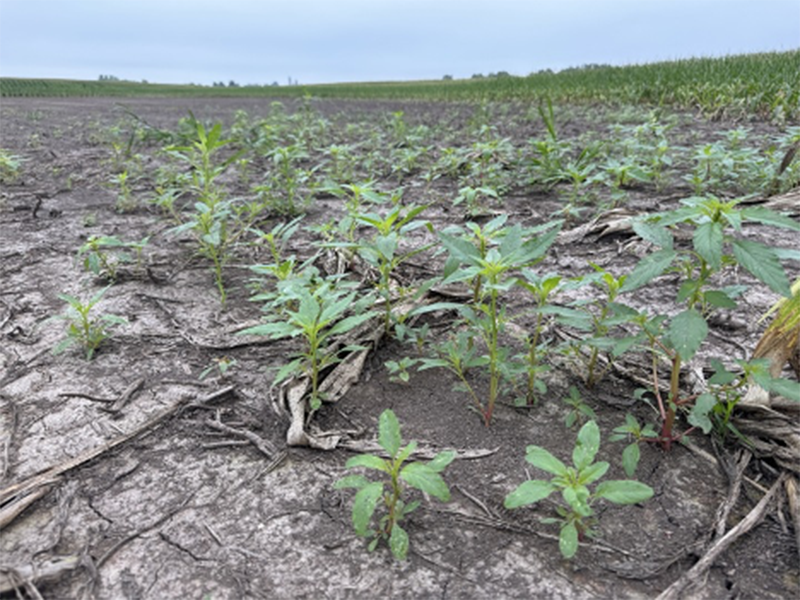 Weed escapes, including waterhemp, on the edges of a drowned out spot