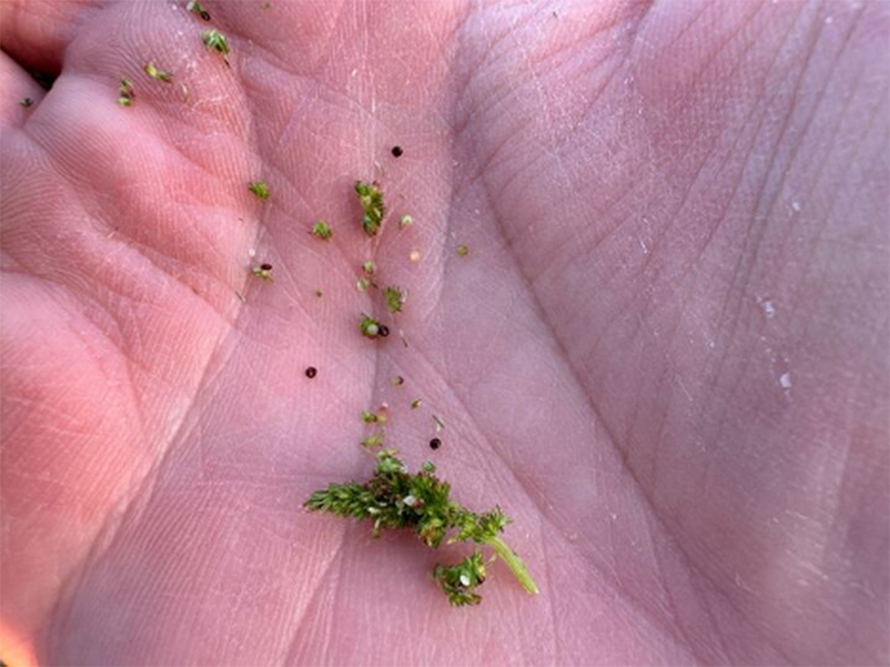 Viable waterhemp seed harvested from the drowned out field area.