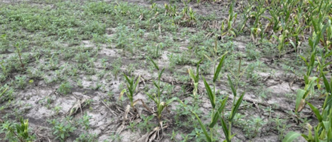 ▶ Basic Weed Identification for Crop Scouts