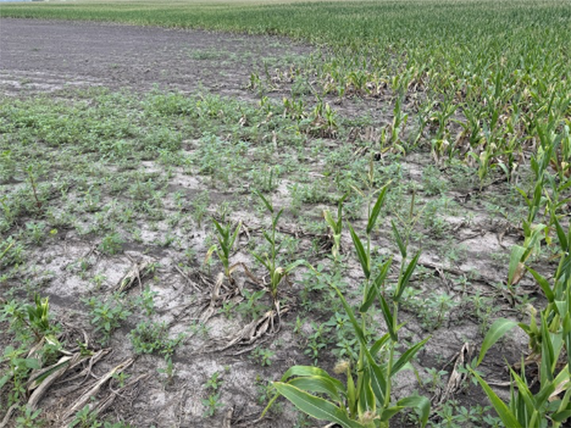 Waterhemp growing in a drowned out field area