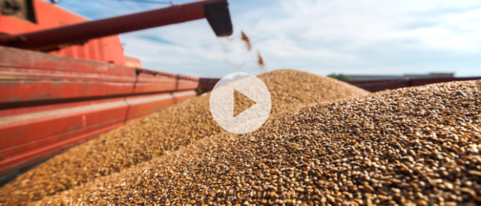 ▶ Watch: Fall 2024 Corn and Soybean Outlook and Situation