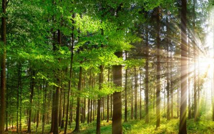 Sunbeams streaming through a lush green forest, with tall trees casting long shadows and sunlight filtering through the canopy in dramatic rays.