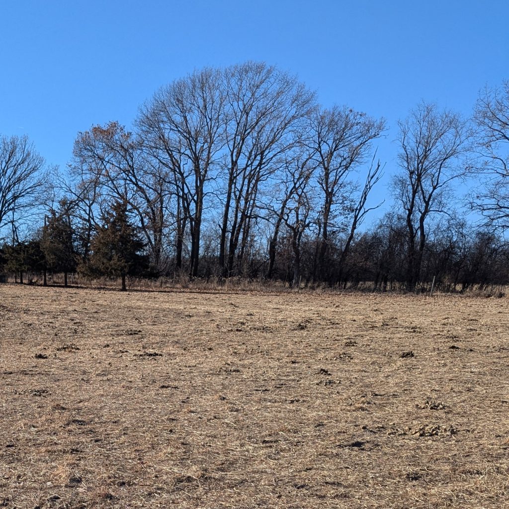 A bare field with trees in the background and a clear blue sky.