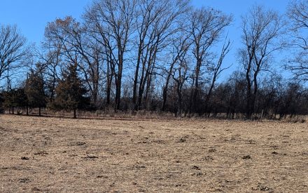 A bare field with trees in the backround and a clear blue sky.