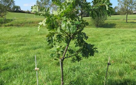 A young tree being supported by wires and braces.