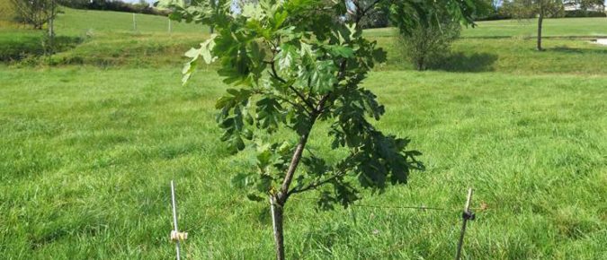 Establishing Silvopasture by Planting Trees