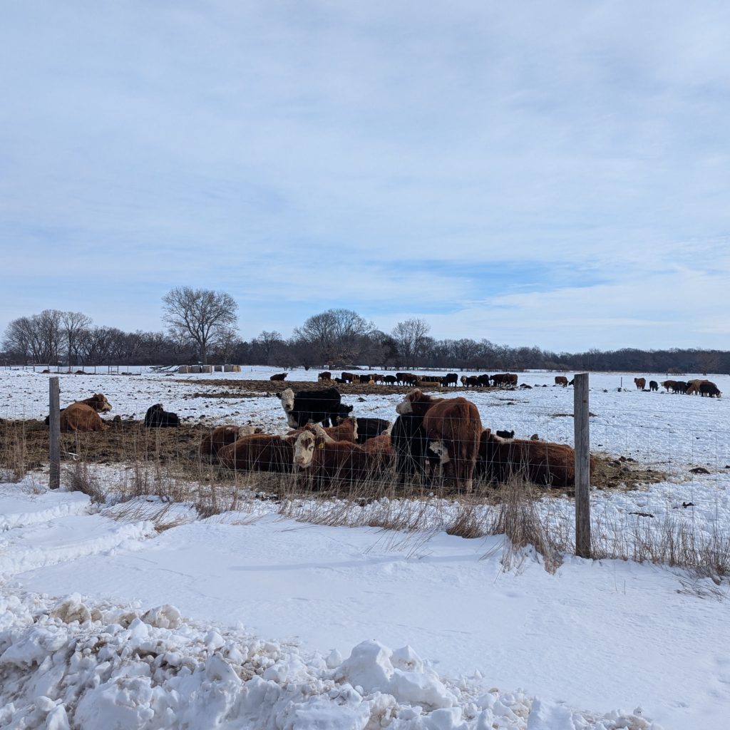 A snowy field with cattle bale grazing. 