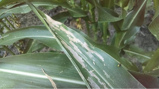 Close-up of a corn leaf showing white streaks/lesions.