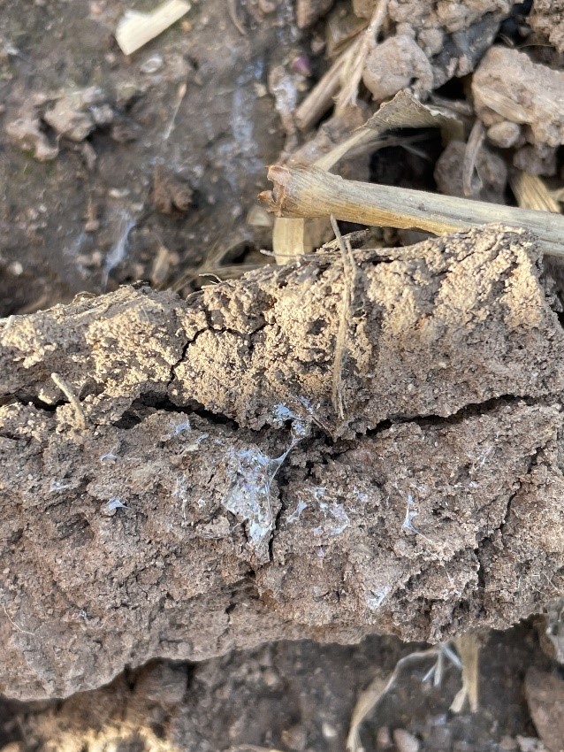 Dry soil with cracks showing whitish substance across the surface with some plant debris.