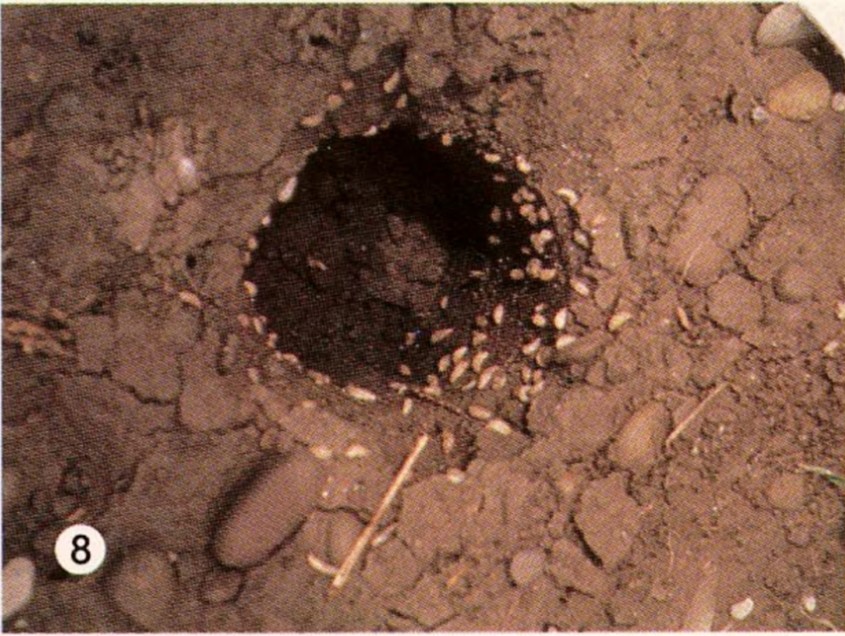 Bird's eye view of a small hole in soil with slugs scattered around the edge.