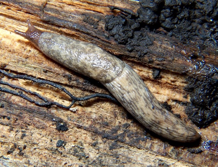 Slug on wood that has a mottled brown-gray elongated body with visible moisture on its surface