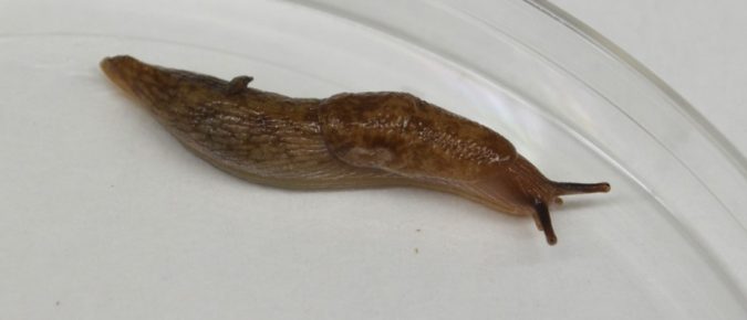 Managing Slugs in Wisconsin Field Crops