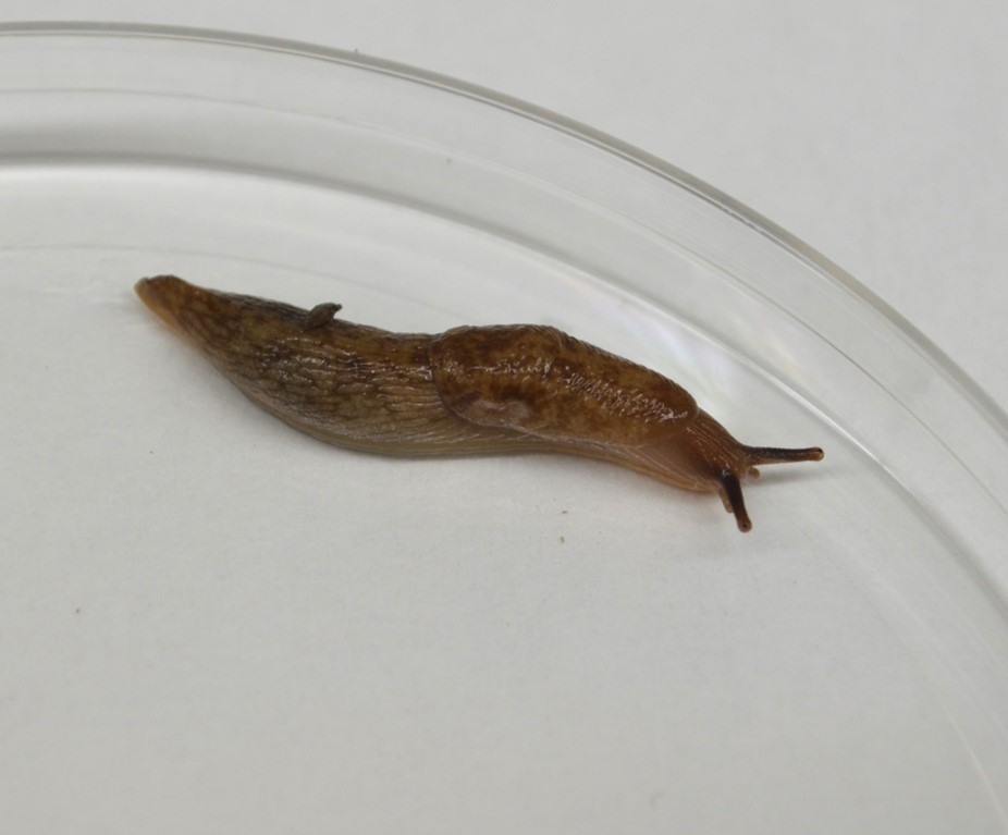 Gray slug crawling on a petri dish, displaying the characteristic elongated body and visible tentacles.