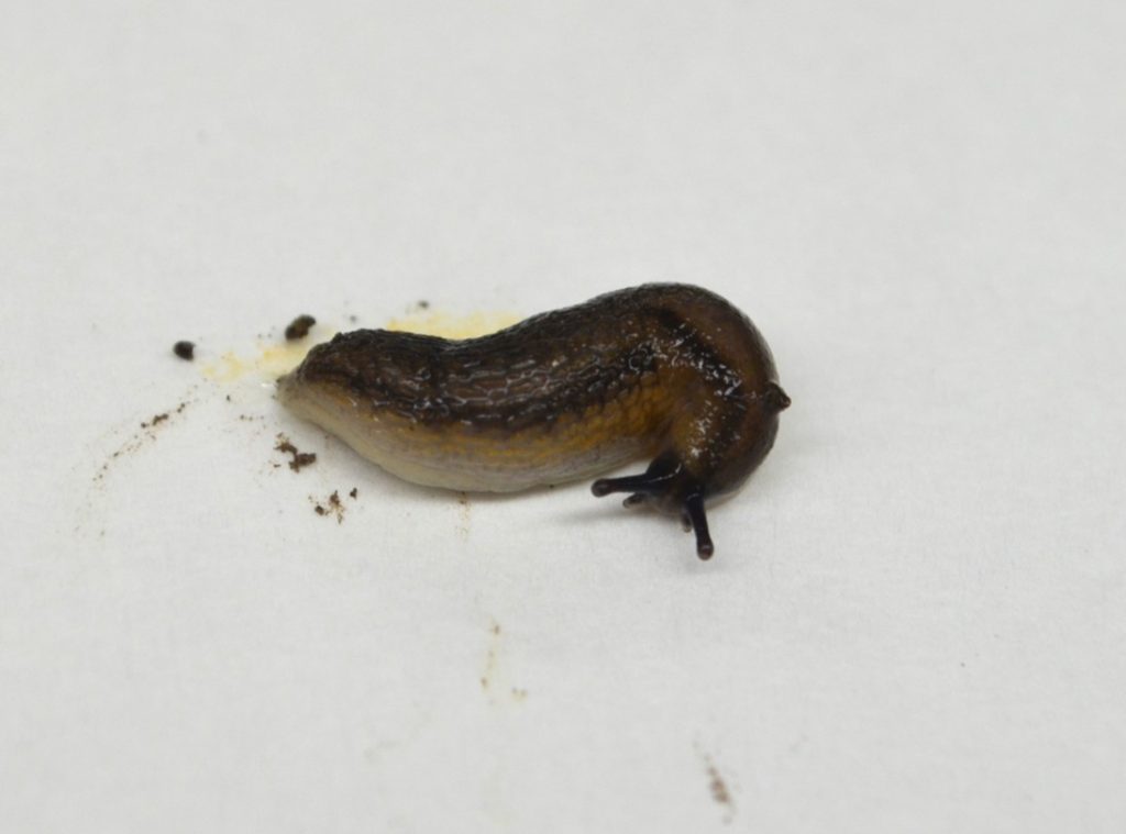 Side view of an orange-banded Arion slug on a white surface with small black droppings visible.