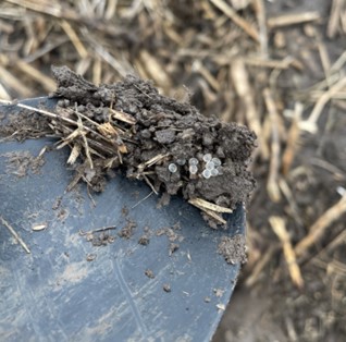 Small, translucent slug eggs (round, pearly objects) visible in soil debris on a shovel.