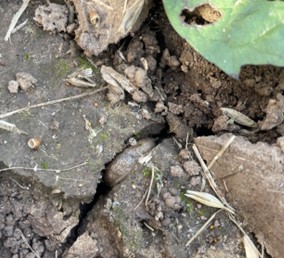 Close-up of soil crack with a small slug visible hiding in the crevice near a plant.