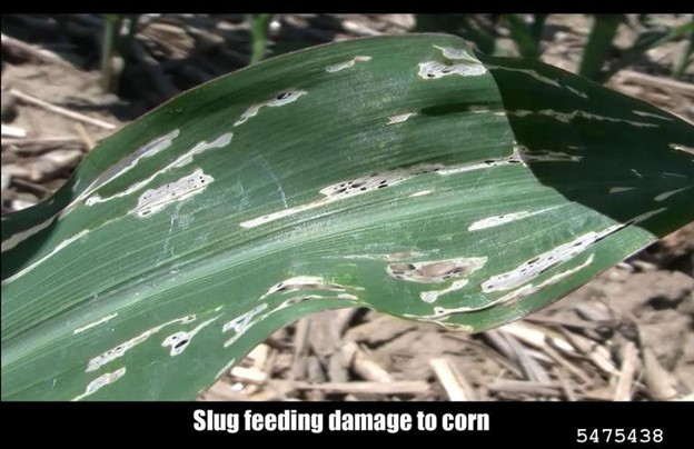 Corn leaf with distinctive white streaking and window-paning damage. The image is labeled "Slug feeding damage to corn" with a reference number.