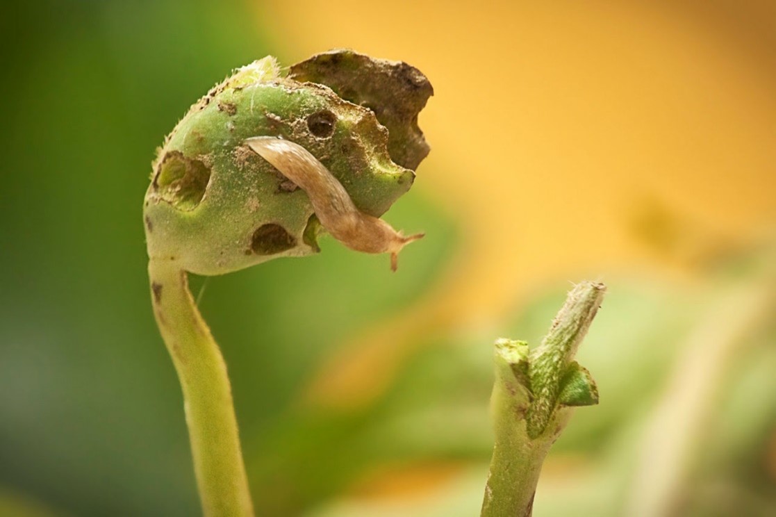 Close-up of a damaged soybean cotyledon with a slug actively feeding on it, creating holes throughout the plant.