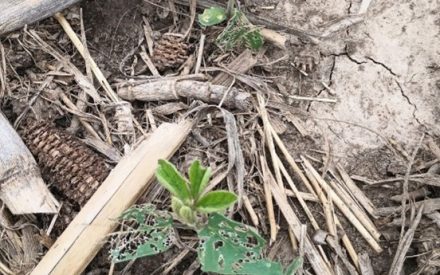 SlugNet: 2025 Wisconsin Slug Monitoring Project