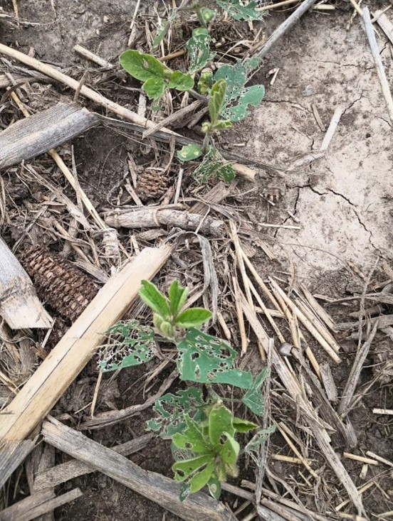 Young soybeans in soil with small holes in the leaves indicating slug feeding damage.