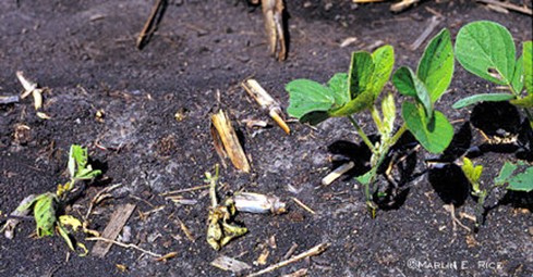 Young soybean plants emerging from dark soil with visible feeding damage on seedling leaves.