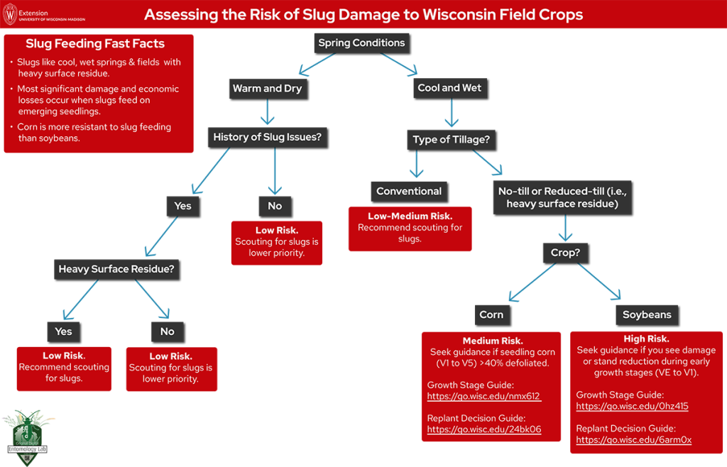 Flowchart assessing slug damage risk - low, medium, or high risk - to crops based on weather conditions, field history, surface residue amounts, tillage practices, and crop type. 