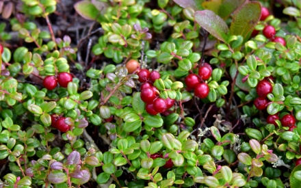 cranberries on the plant