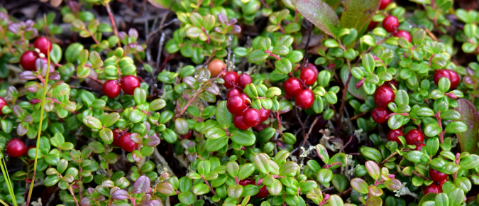 Soil Health in Cranberry Production Systems: A Case Study of Four Wisconsin Farms