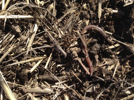 Earthworm crawling through soil mixed with dried plant debris 