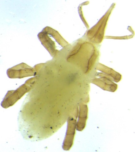 Microscopic yellowish parasitic mite with eight legs and a teardrop-shaped body