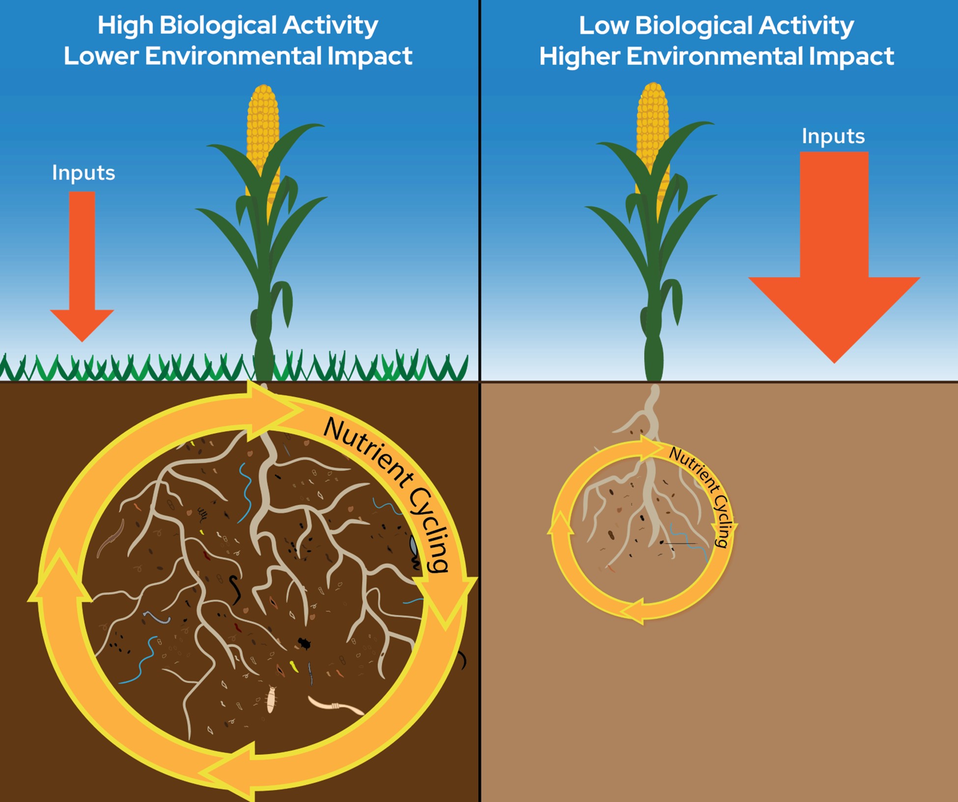 An Overview of Common Soil Health Indicators – Crops and Soils