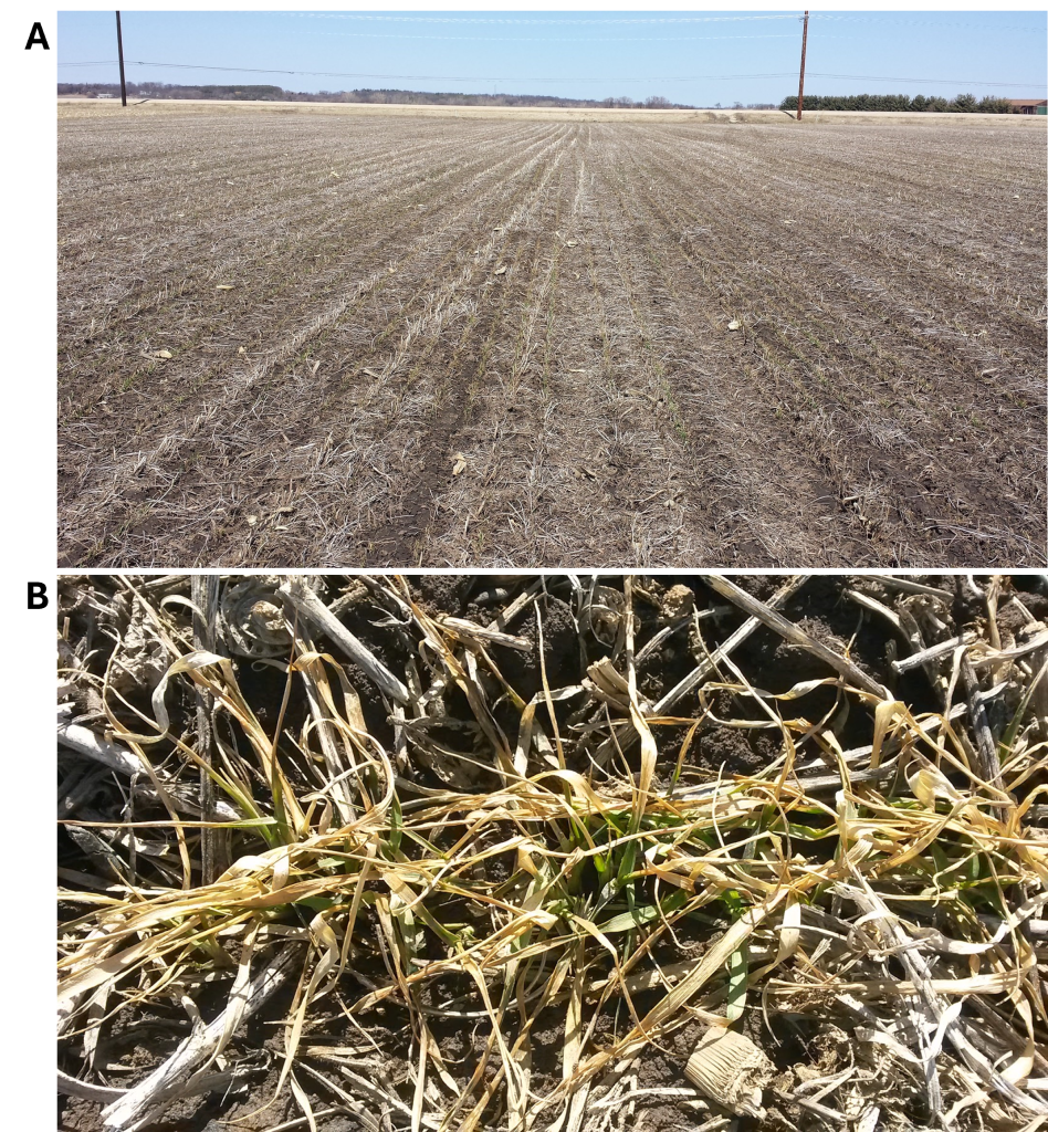 On top is a brown, dry agricultural field with crop stubble visible. On bottom is a close-up of crop residue and new green growth emerging from soil.