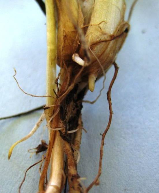 Plant stem and root with small white, young roots and older brown roots.