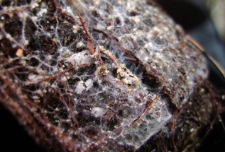 Close-up of dark mineral surface with white web-like structures