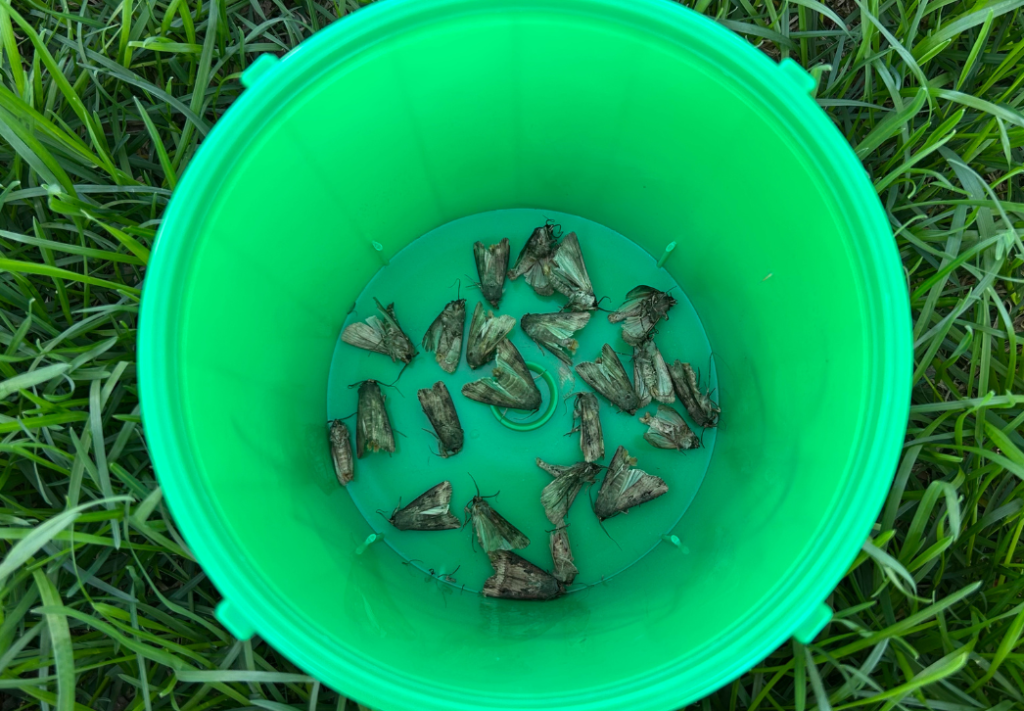 Dead moths in bottom of bright green bucket. Bucket sitting in the grass.