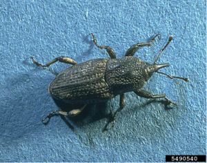 Early season insect scouting in corn – Crops and Soils