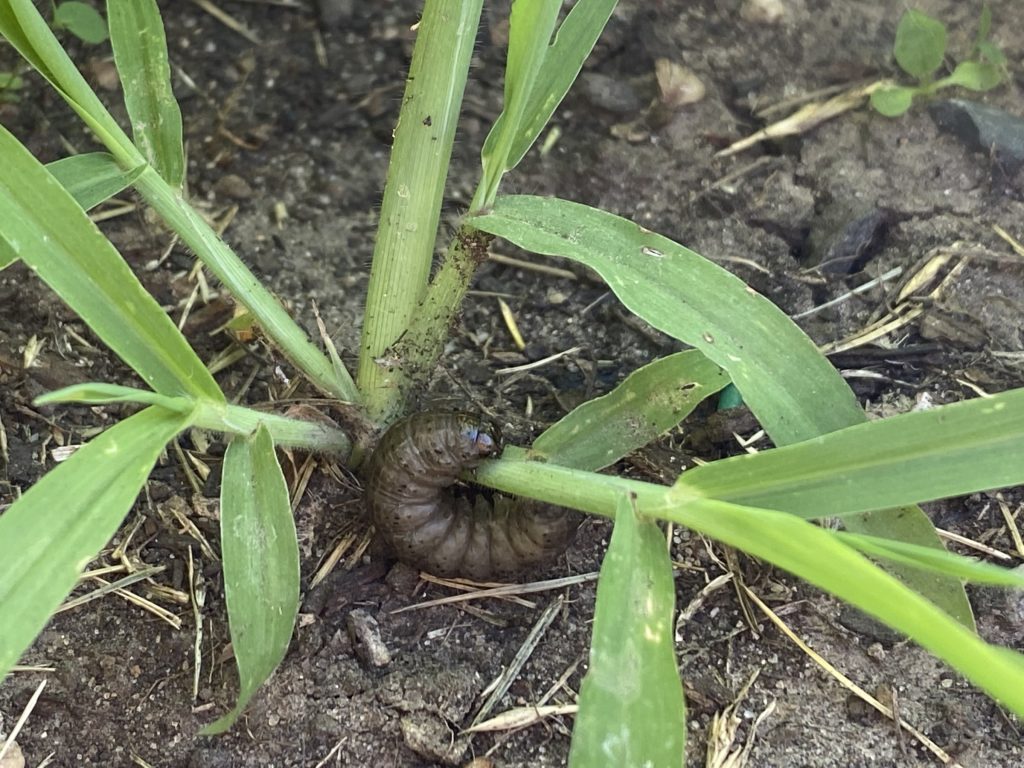 Black cutworm larva in grass
