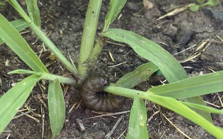 Managing Black Cutworm in Wisconsin Corn Fields