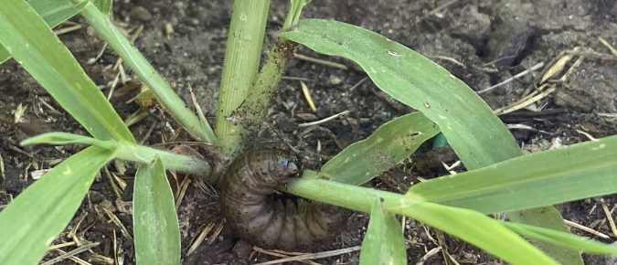 Managing Black Cutworm in Wisconsin Corn Fields