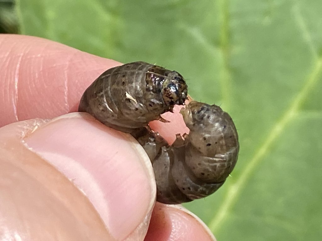 WI ⚠🐛 – Scout for Black Cutworm
