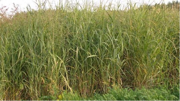 Tall dense grass growing in a field