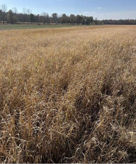 Large field of dry, golden grass