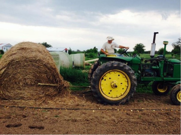 Person in white hat operating a green John Deere tractor moving switchgrass bales.