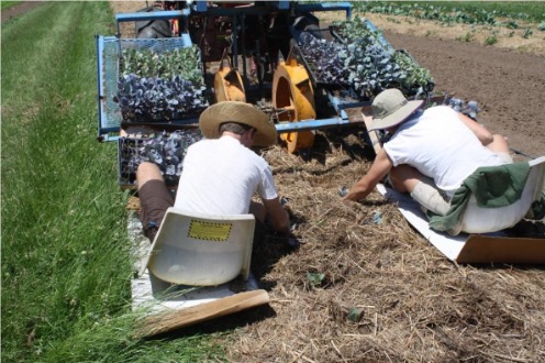 Two people sitting on a running crop transplanter with sleds to avoid disturbing mulch between rows