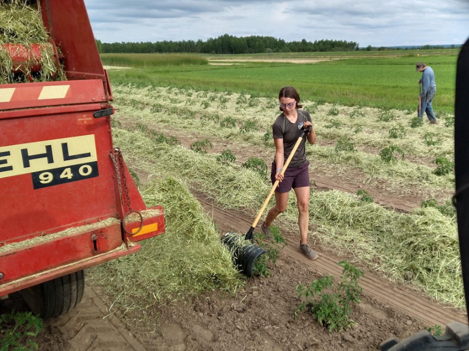 Person raking cut rye near a Gehl 940 baler with green field in background