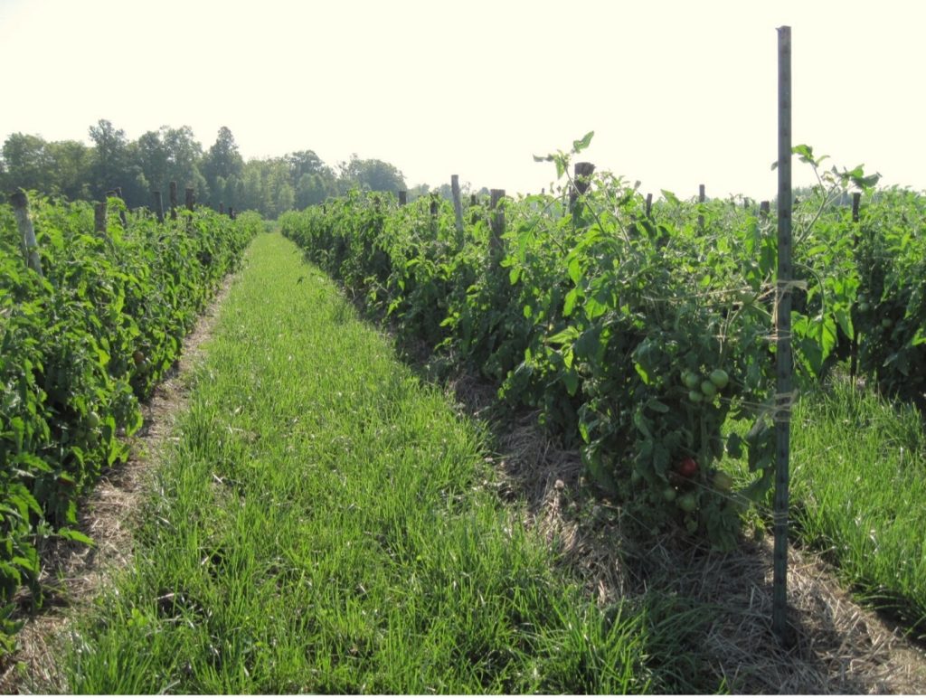 Rows of staked tomato plants growing with ryegrass pathways between rows.